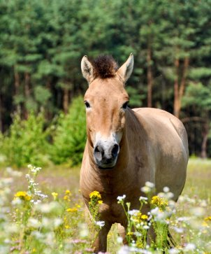 Wildpferd1 Bearbeitet